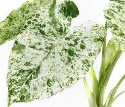 Dehner Raritäten|Calathea & Alocasia > Pfeilblatt - Alocasia macrorrhiza 'Splash'
