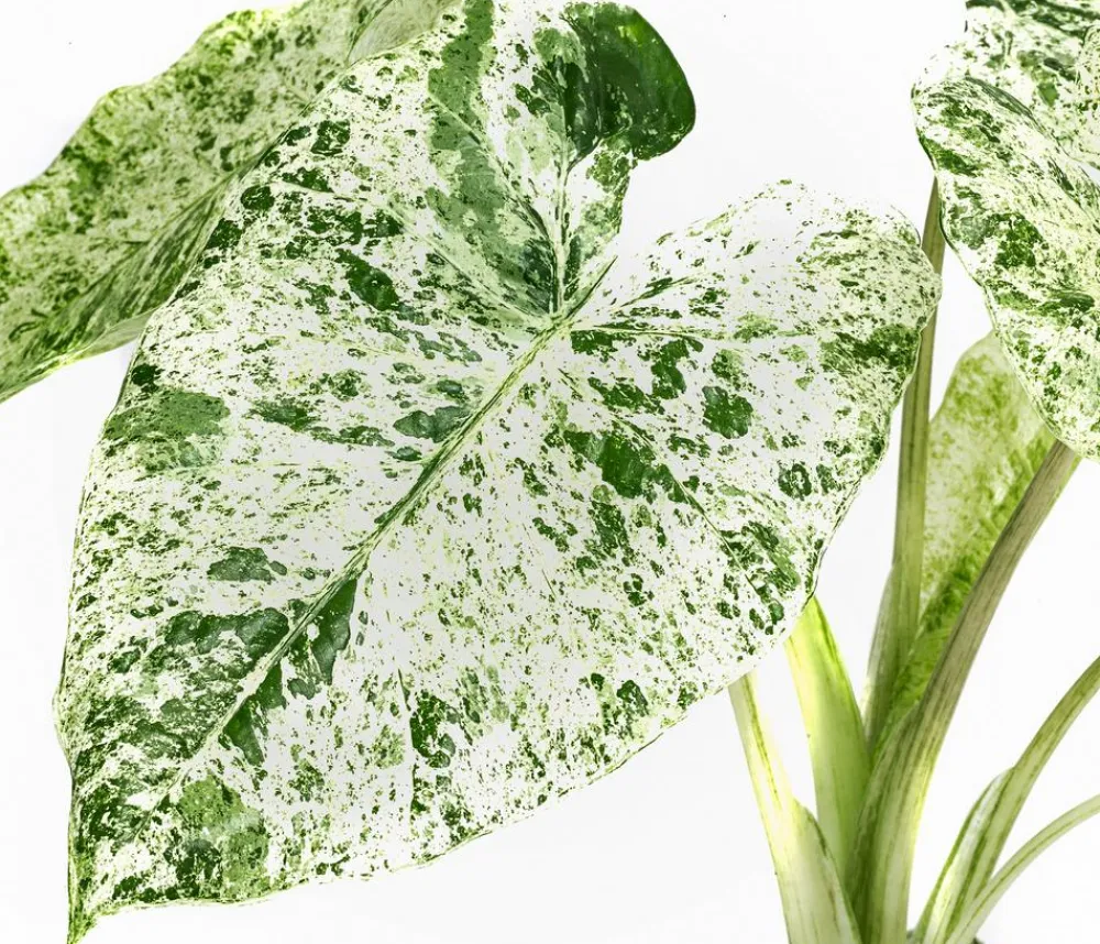 Dehner Raritäten|Calathea & Alocasia > Pfeilblatt - Alocasia macrorrhiza 'Splash'