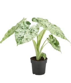 Dehner Raritäten|Calathea & Alocasia > Pfeilblatt - Alocasia macrorrhiza 'Splash'