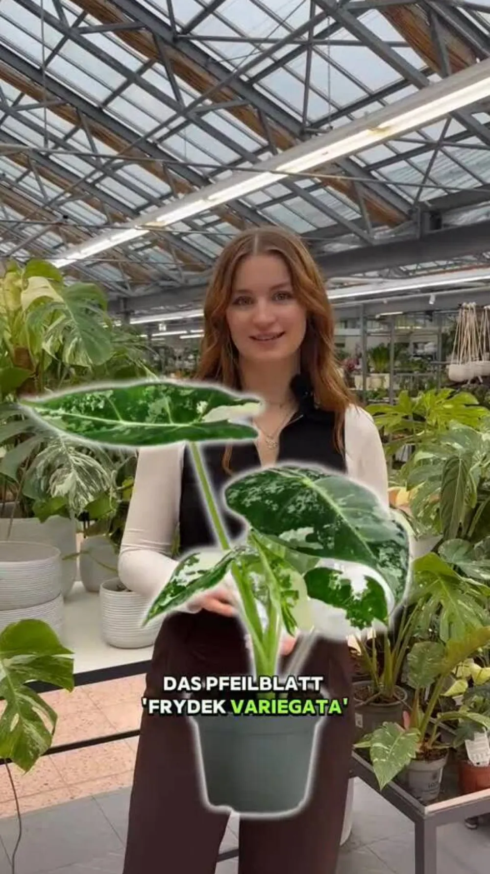 Dehner Raritäten|Calathea & Alocasia > Pfeilblatt - Alocasia micholitziana 'Frydek' variegata, panaschiert