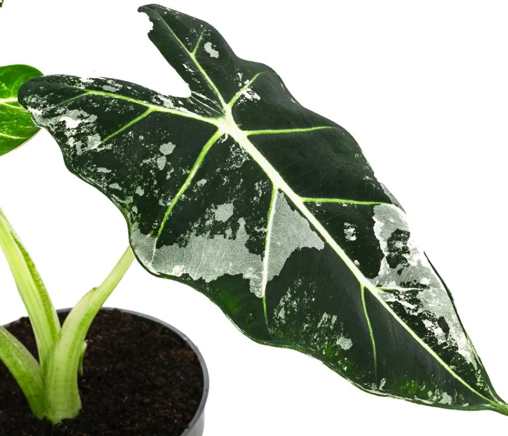 Dehner Raritäten|Calathea & Alocasia > Pfeilblatt - Alocasia micholitziana 'Frydek' variegata, panaschiert
