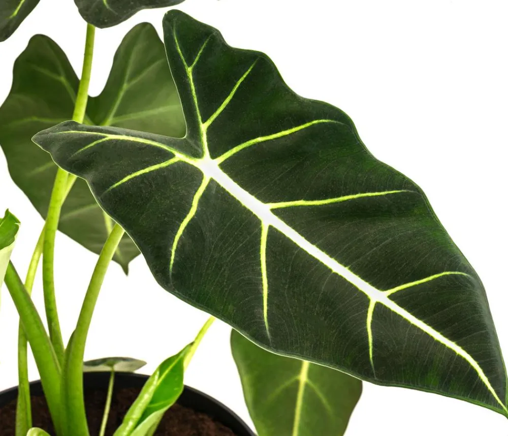 Dehner Raritäten|Grünpflanzen > Pfeilblatt - Alocasia micholitziana 'Frydek'