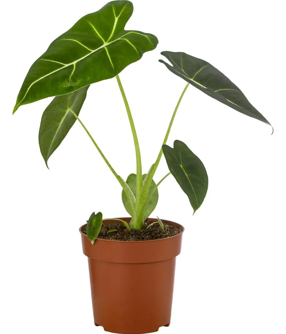 Dehner Pfeilblatt - Alocasia micholitziana 'Frydek' Dunkelgrün New