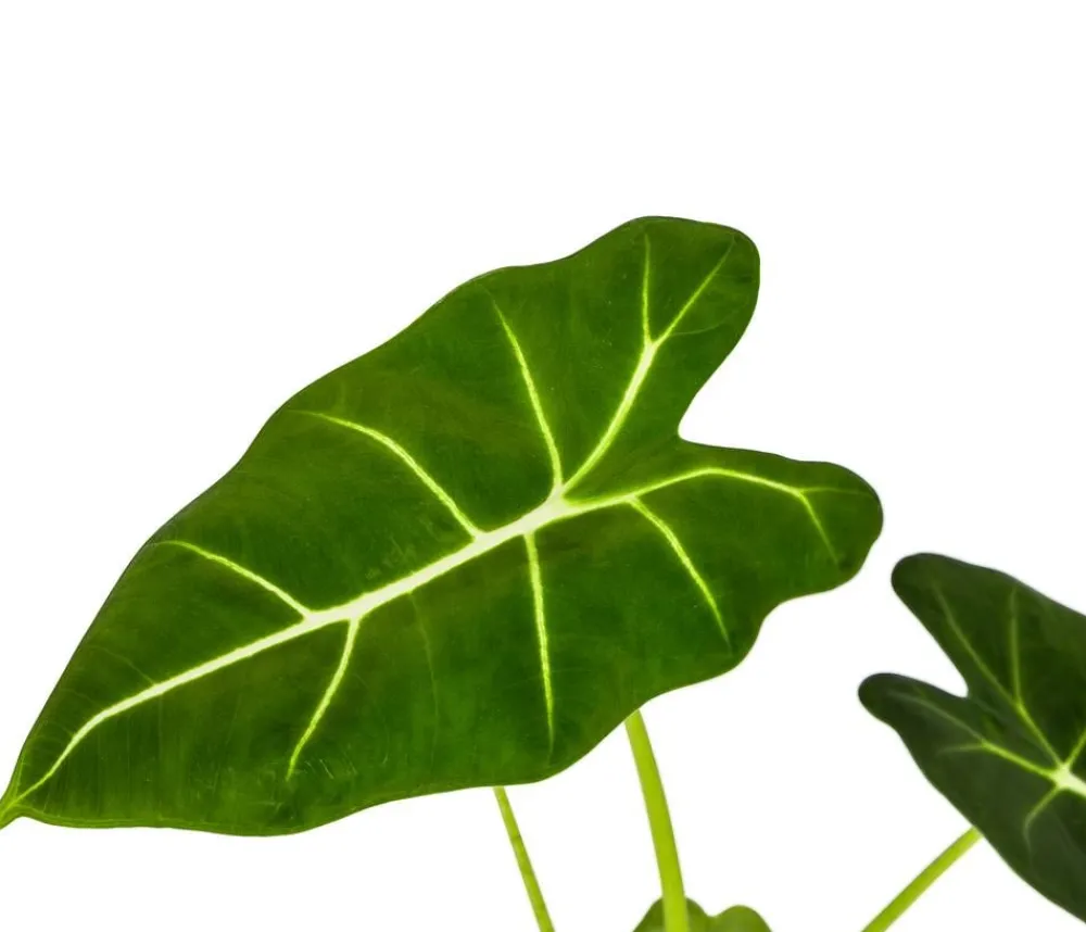 Dehner Pfeilblatt - Alocasia micholitziana 'Frydek' Dunkelgrün New