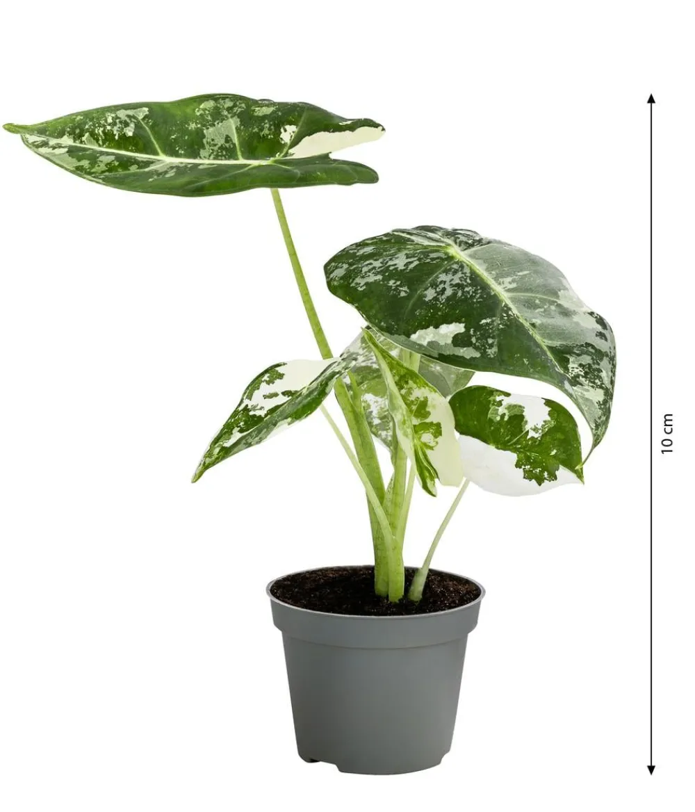 Dehner Raritäten|Calathea & Alocasia - Pfeilblatt - Alocasia micholitziana 'Frydek' variegata, panaschiert