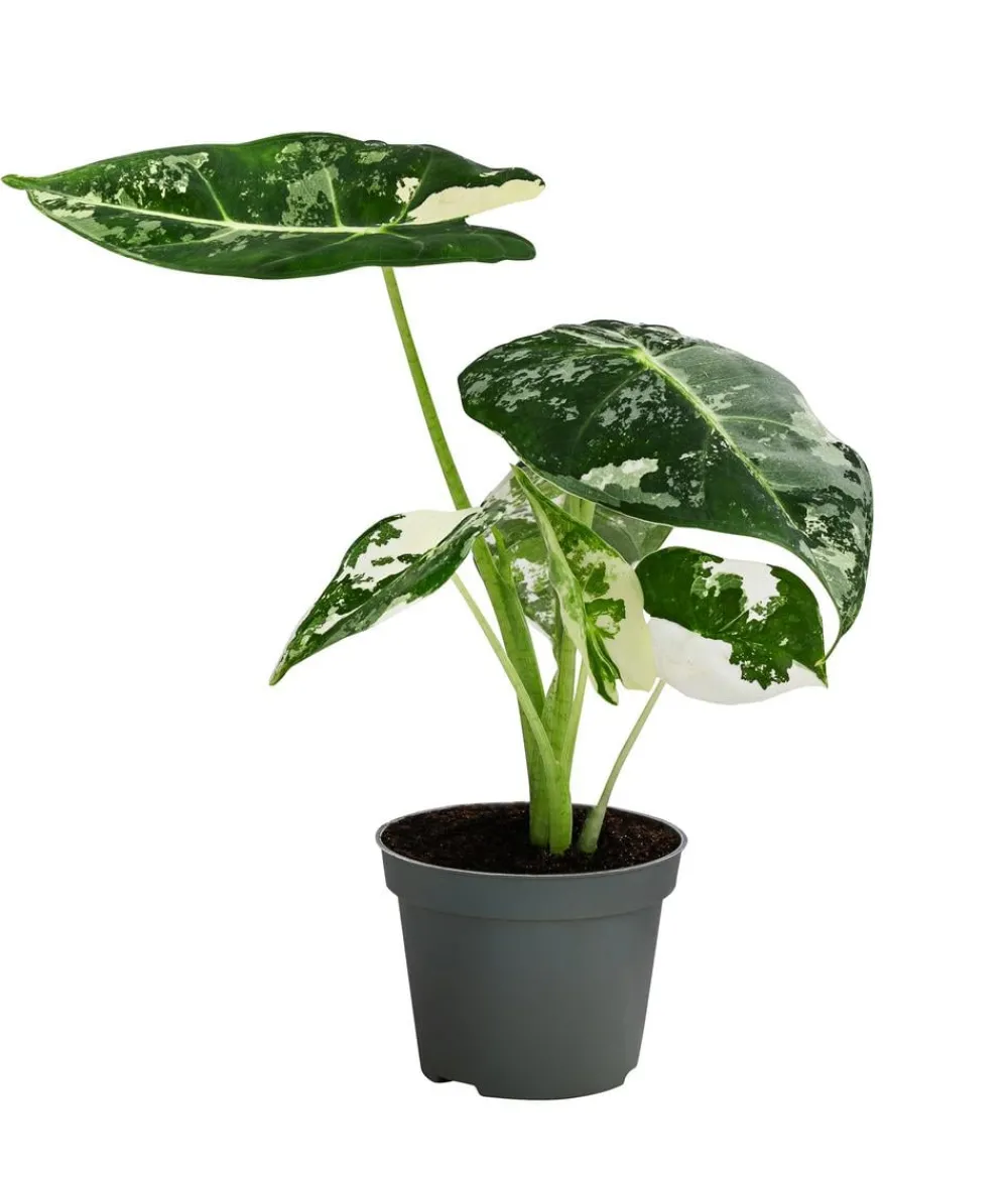 Dehner Raritäten|Calathea & Alocasia - Pfeilblatt - Alocasia micholitziana 'Frydek' variegata, panaschiert