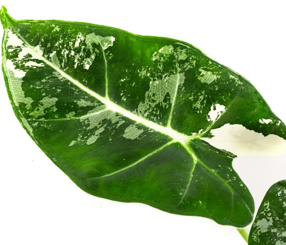 Dehner Raritäten|Calathea & Alocasia - Pfeilblatt - Alocasia micholitziana 'Frydek' variegata, panaschiert