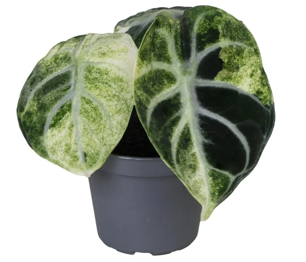 Dehner Raritäten|Calathea & Alocasia - Pfeilblatt - Alocasia 'Ninja' variegata