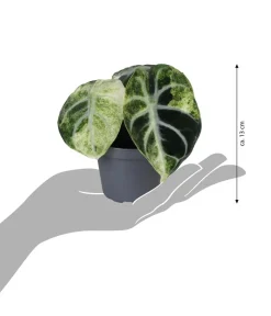 Dehner Raritäten|Calathea & Alocasia - Pfeilblatt - Alocasia 'Ninja' variegata