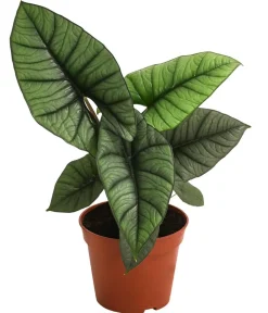Dehner Raritäten|Calathea & Alocasia > Pfeilblatt - Alocasia 'Platinum'