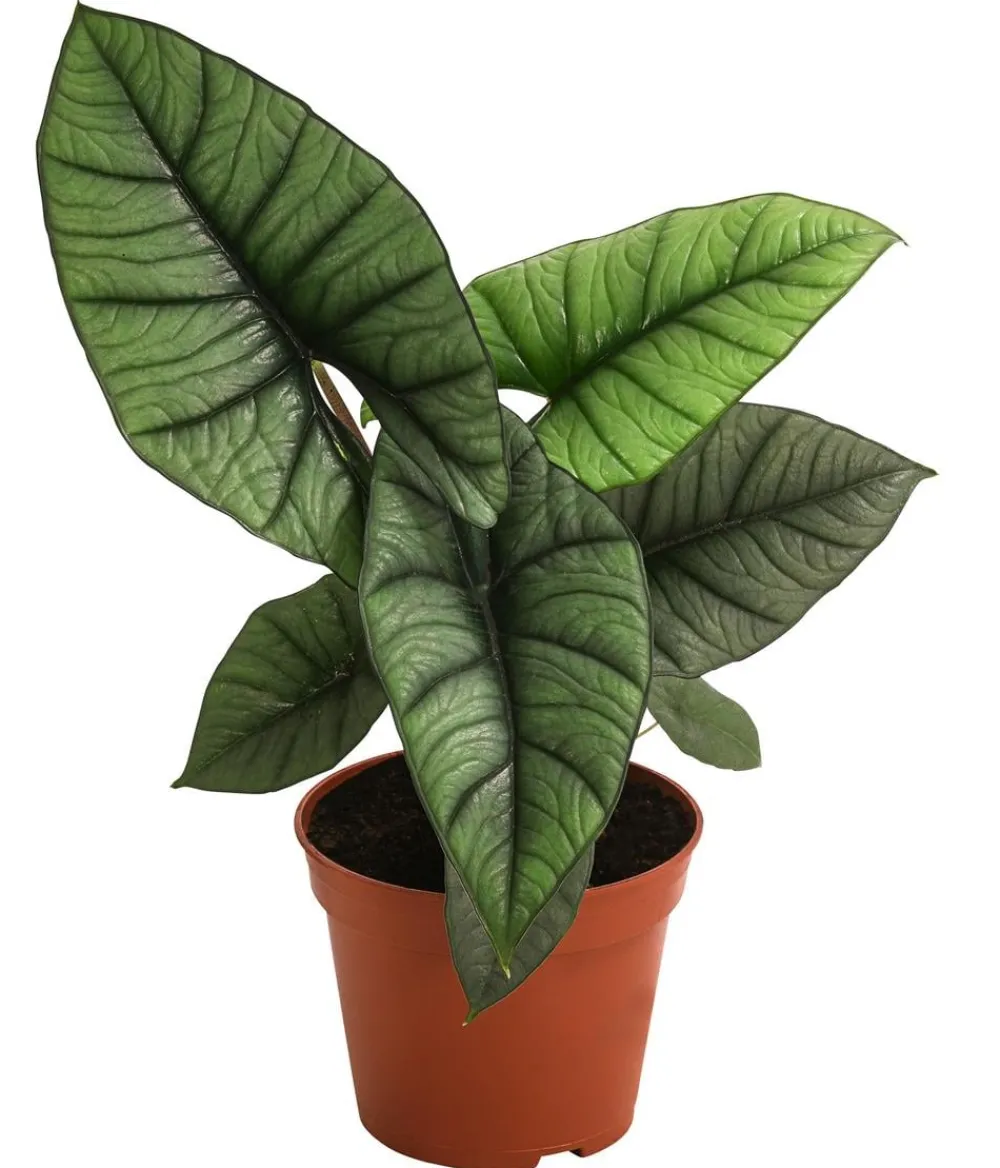 Dehner Raritäten|Calathea & Alocasia > Pfeilblatt - Alocasia 'Platinum'