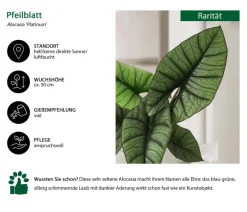 Dehner Raritäten|Calathea & Alocasia > Pfeilblatt - Alocasia 'Platinum'