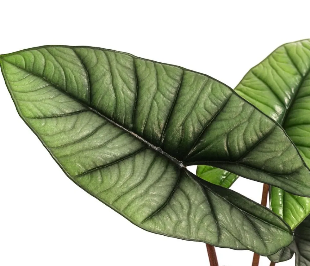 Dehner Raritäten|Calathea & Alocasia > Pfeilblatt - Alocasia 'Platinum'