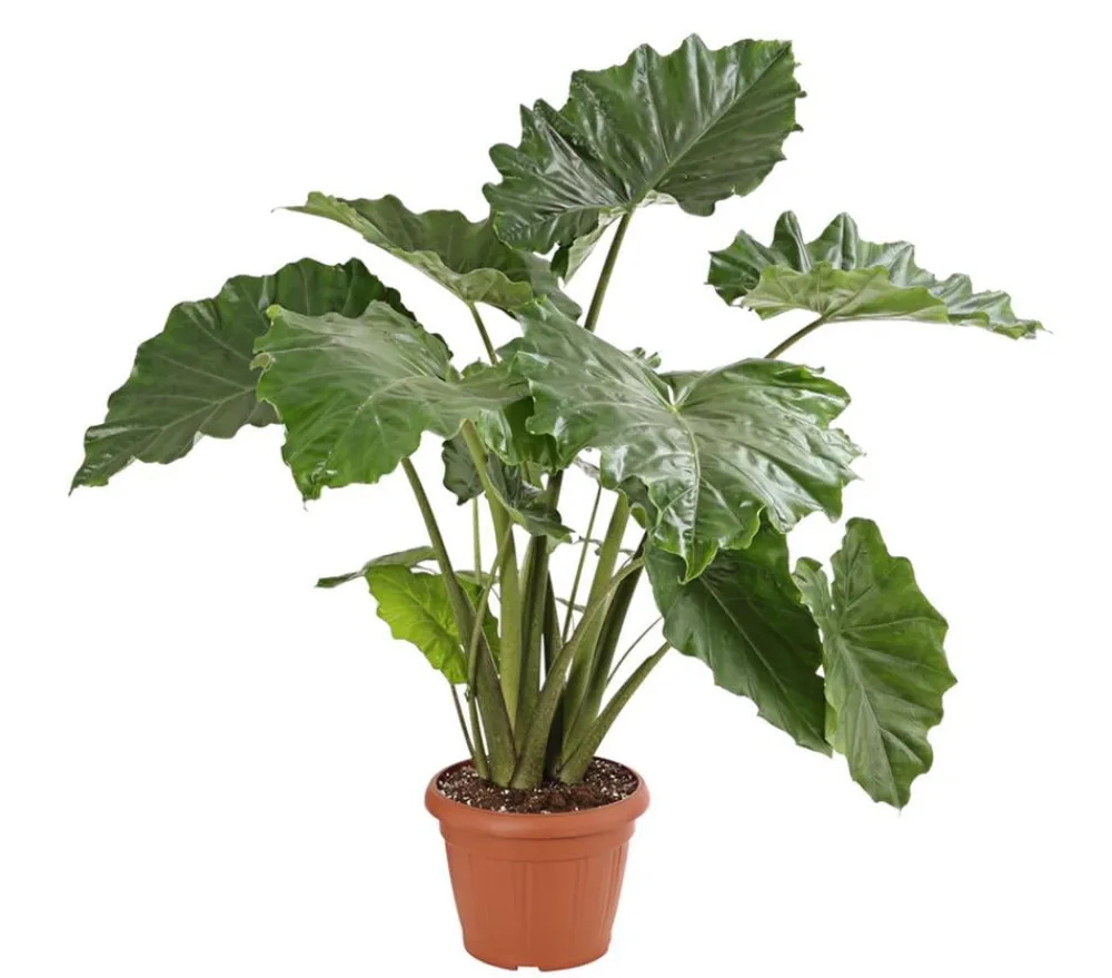 Dehner Calathea & Alocasia|Grünpflanzen > Pfeilblatt - Alocasia portodora