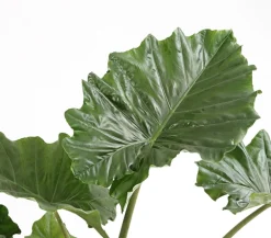 Dehner Calathea & Alocasia|Grünpflanzen > Pfeilblatt - Alocasia portodora