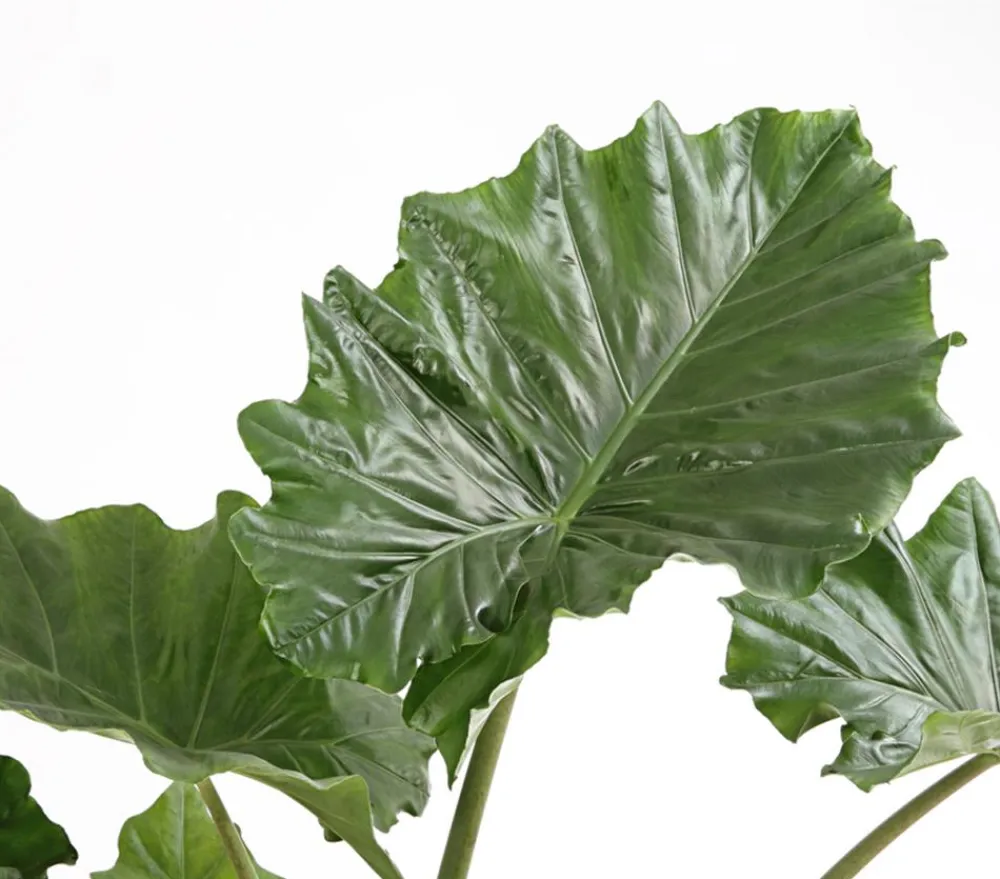 Dehner Calathea & Alocasia|Grünpflanzen > Pfeilblatt - Alocasia portodora
