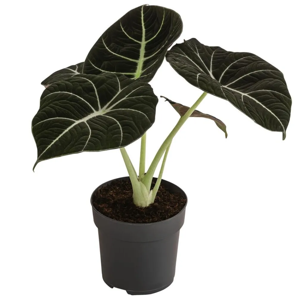 Dehner Calathea & Alocasia|Grünpflanzen > Pfeilblatt - Alocasia reginula 'Black Velvet'