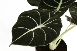 Dehner Calathea & Alocasia|Grünpflanzen > Pfeilblatt - Alocasia reginula 'Black Velvet'