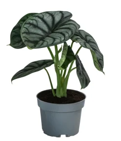Dehner Pfeilblatt - Alocasia 'Silver Dragon' Sale