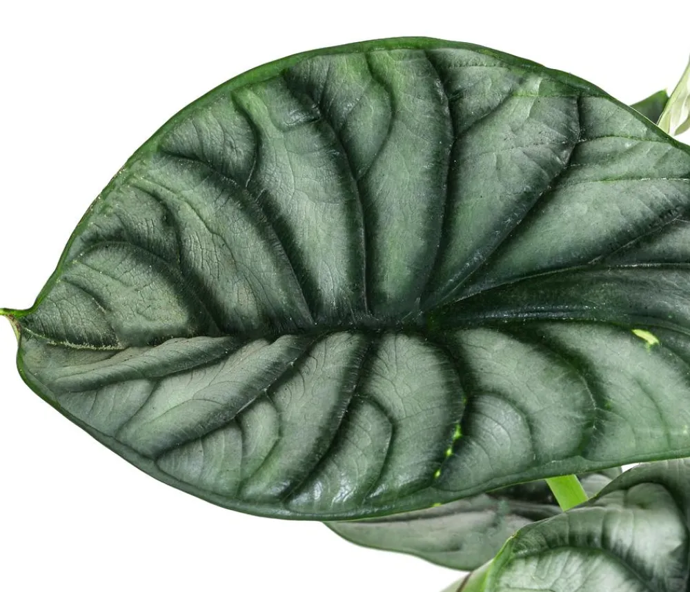Dehner Pfeilblatt - Alocasia 'Silver Dragon' Sale