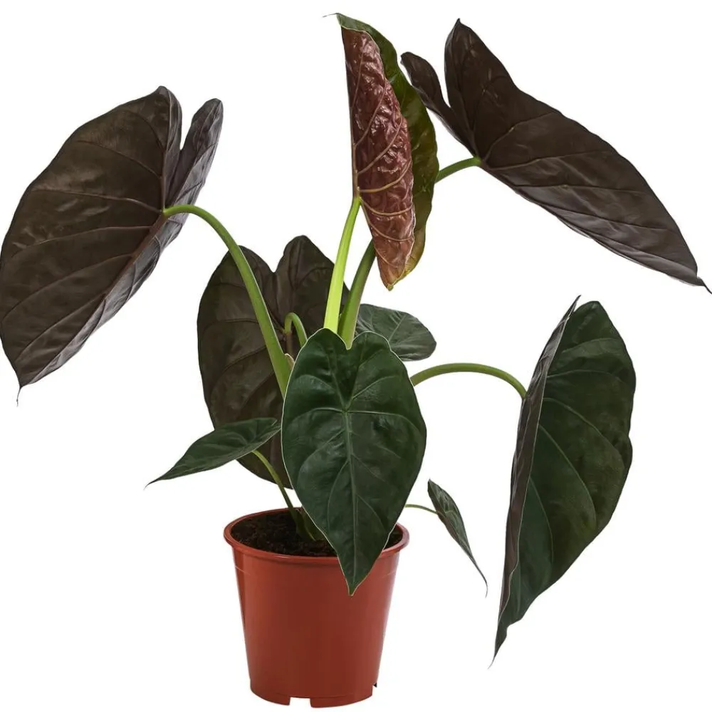 Dehner Pfeilblatt - Alocasia 'Wentii' Grün New