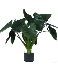 Dehner Pfeilblatt - Alocasia 'Wentii', Hydrokultur Dunkelgrün New