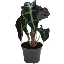 Dehner Pfeilblatt - Alocasia x. amazonica 'Bambino Curly' Outlet