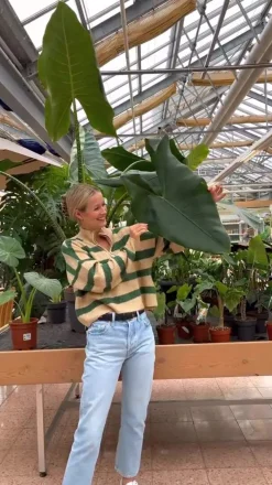 Dehner Pfeilblatt - Alocasia 'Yucatan Princess' Dunkelgrün Hot