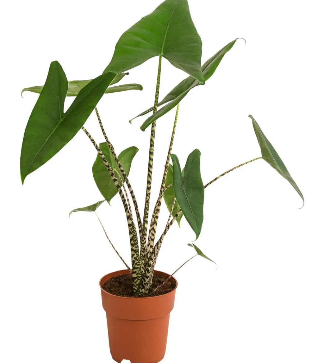 Dehner Calathea & Alocasia|Grünpflanzen > Pfeilblatt - Alocasia zebrina