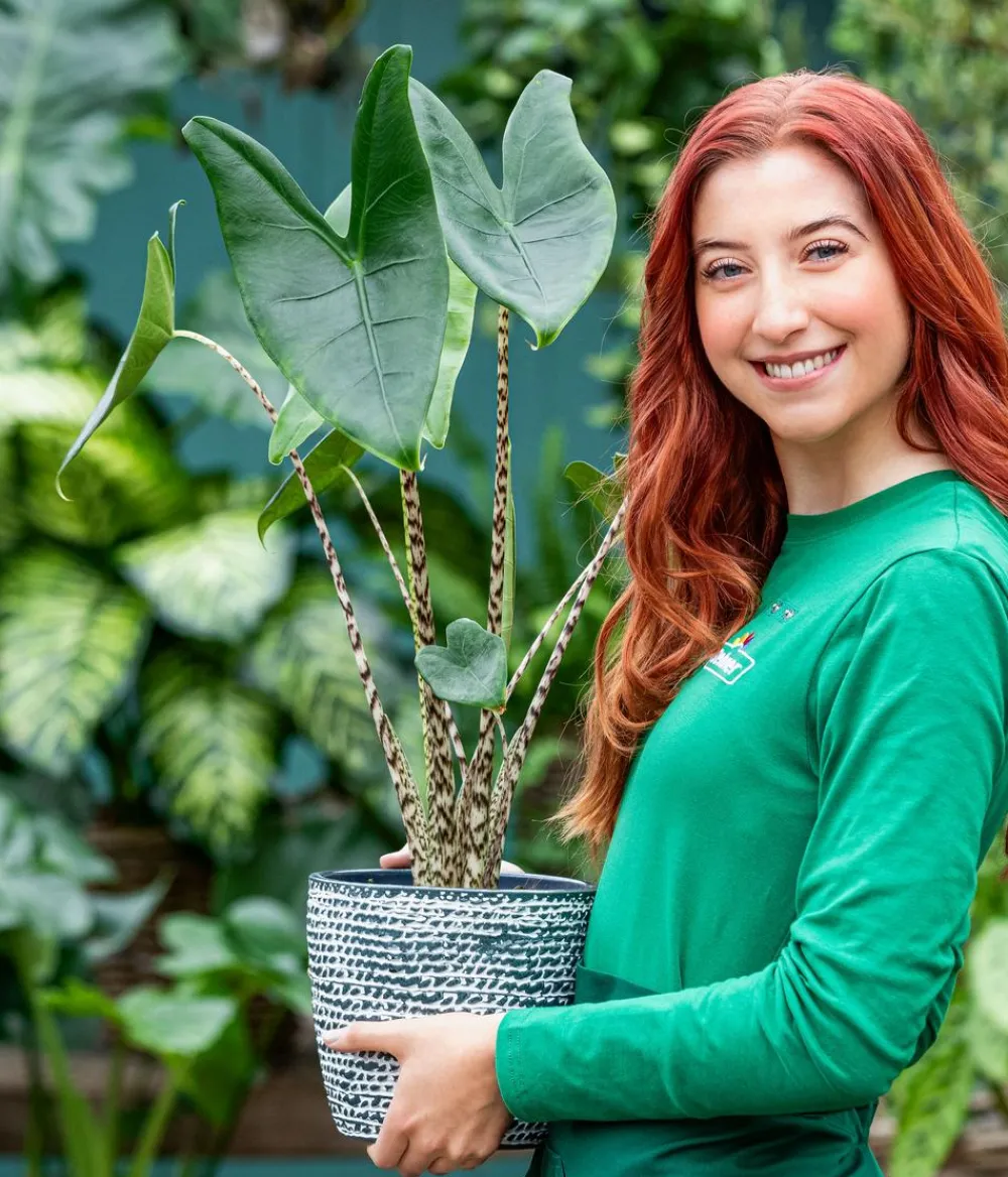 Dehner Calathea & Alocasia|Grünpflanzen > Pfeilblatt - Alocasia zebrina