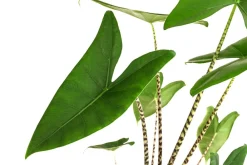 Dehner Calathea & Alocasia|Grünpflanzen > Pfeilblatt - Alocasia zebrina