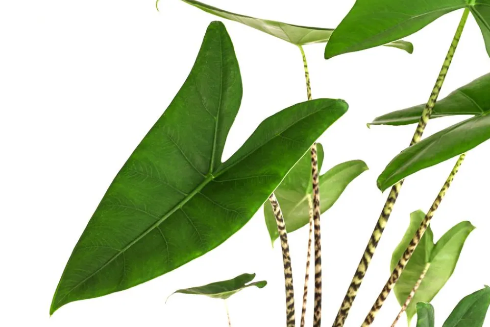 Dehner Calathea & Alocasia|Grünpflanzen > Pfeilblatt - Alocasia zebrina