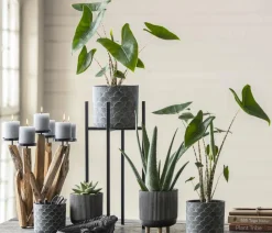 Dehner Pfeilblatt - Alocasia zebrina
