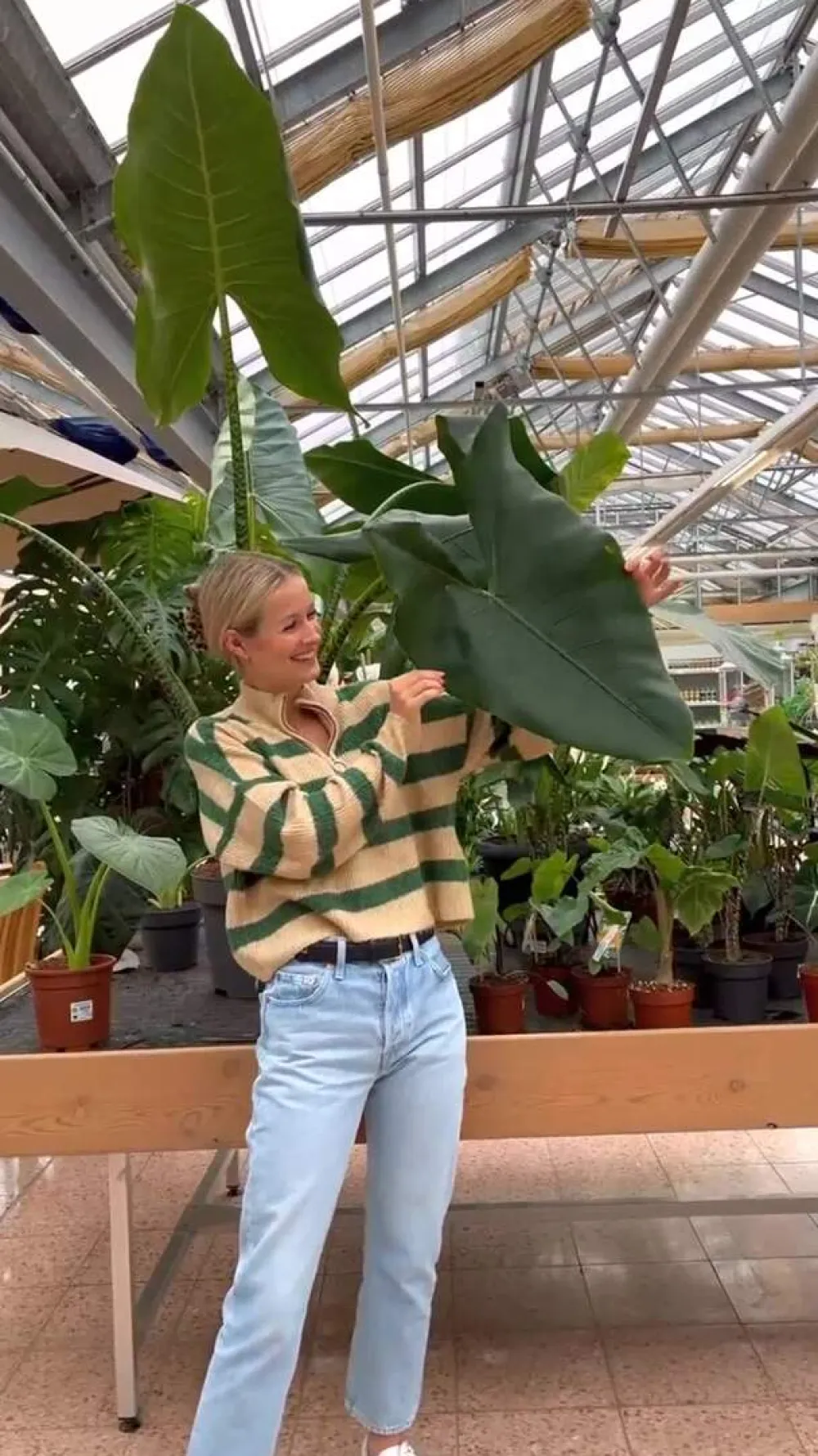 Dehner Pfeilblatt - Alocasia zebrina