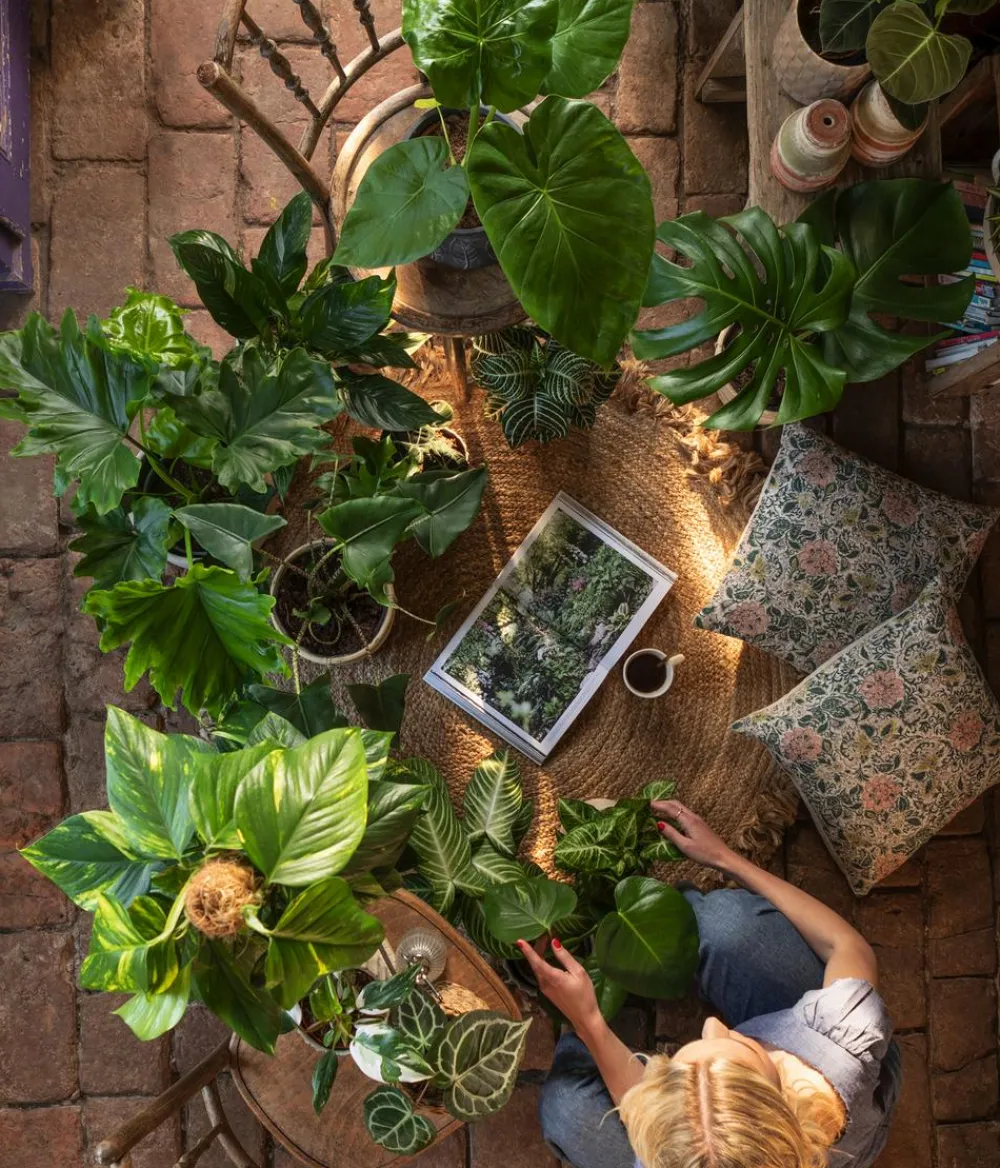 Dehner Pfeilblatt - Alocasia zebrina