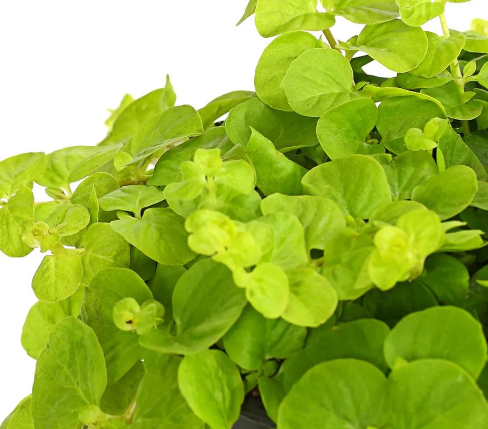 Herbstzauber Steingartenstauden > Pfennigkraut 'Goldilocks'