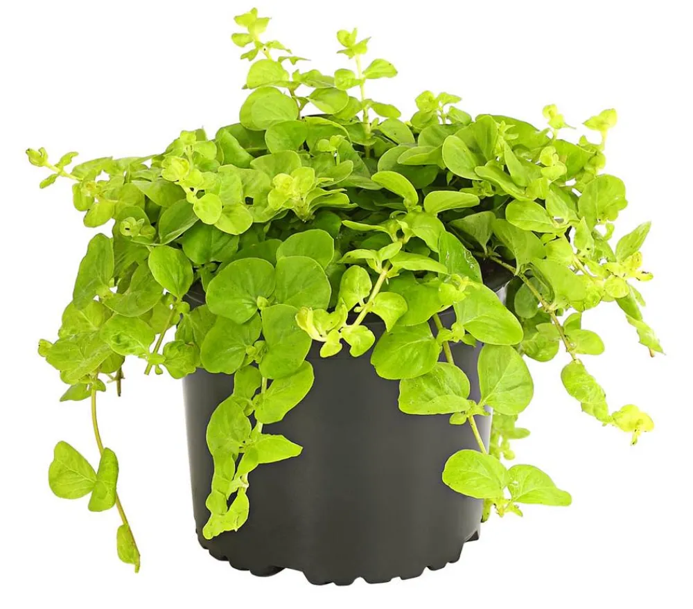 Herbstzauber Steingartenstauden > Pfennigkraut 'Goldilocks'