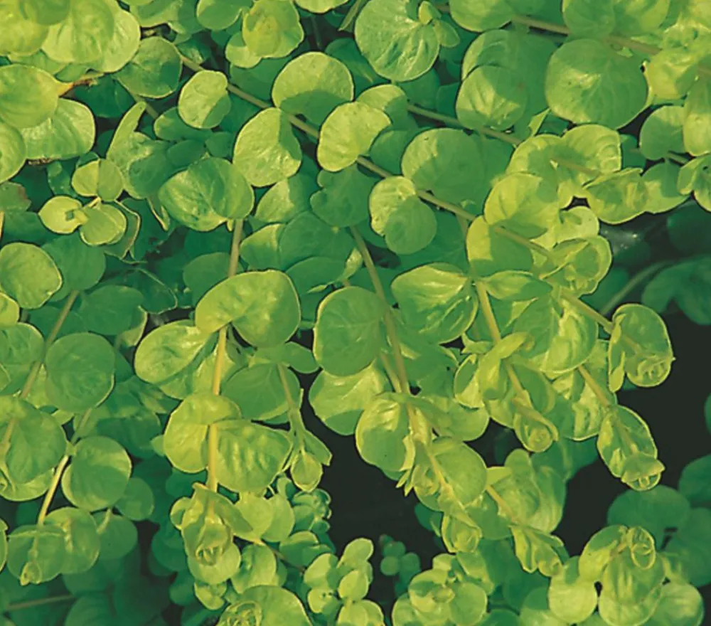 Herbstzauber Steingartenstauden > Pfennigkraut 'Goldilocks'