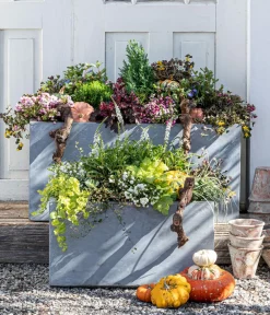 Herbstzauber Steingartenstauden > Pfennigkraut 'Goldilocks'