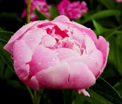 Dehner Pfingstrose Rosa Outlet