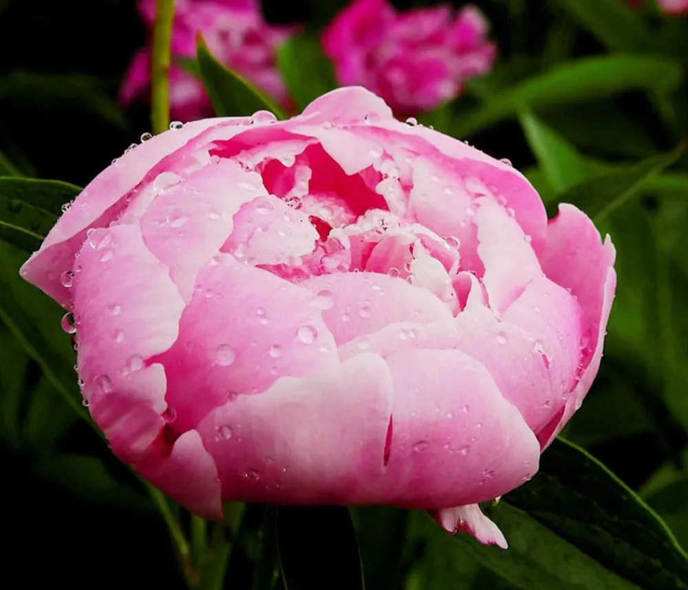 Dehner Pfingstrose Rosa Outlet