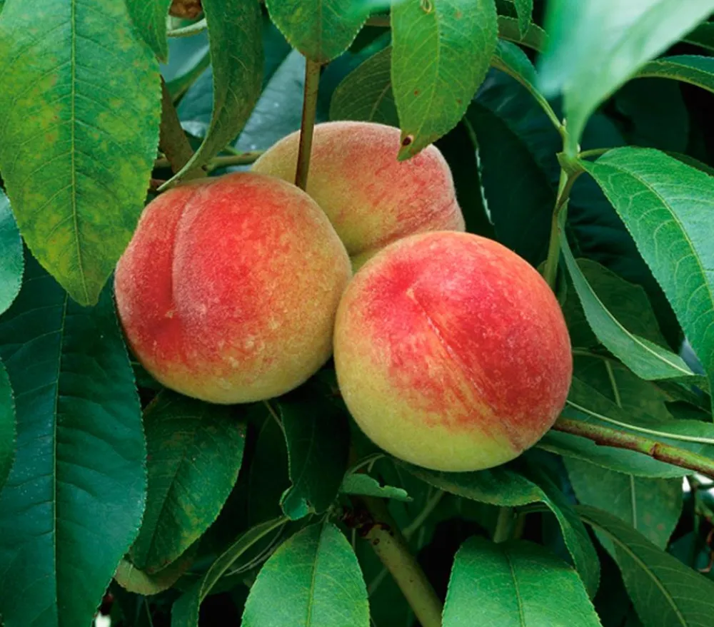 Dehner Pfirsich 'Amsden' Apricot Discount