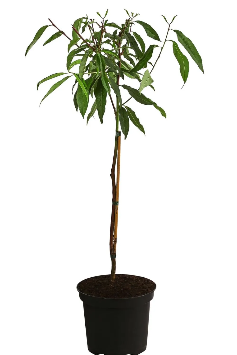 Dehner Obstbäume|Aprikosen- & Pfirsichbäume - Pfirsich-Aprikose 'Pfirsicose®' Apricot