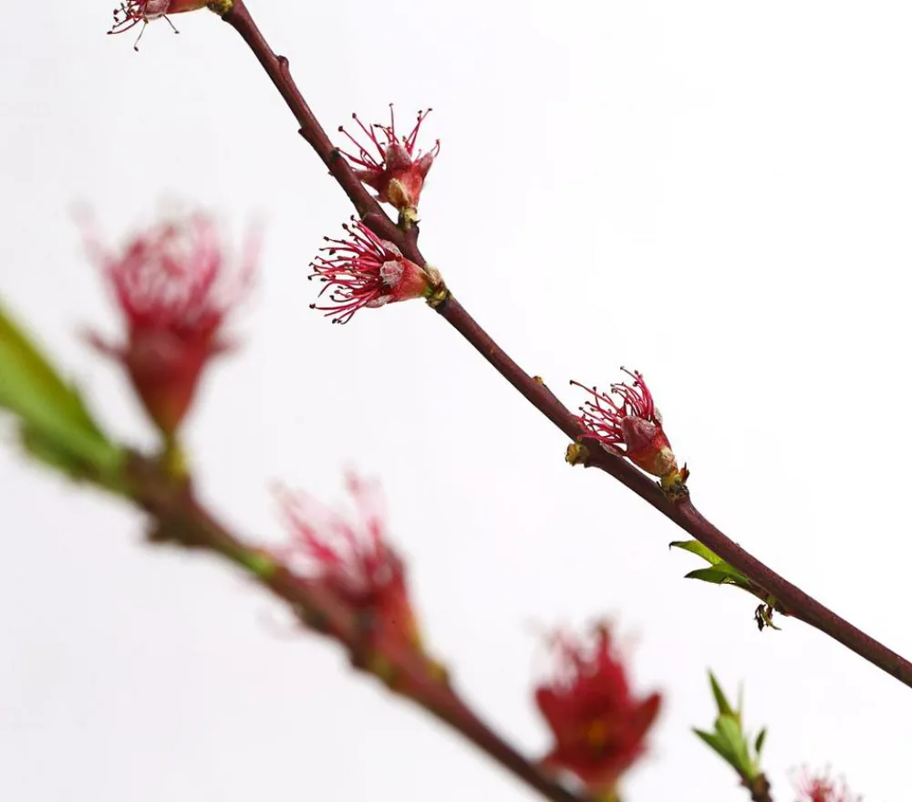 Dehner Obstbäume|Aprikosen- & Pfirsichbäume - Pfirsich 'Benedicte' Apricot
