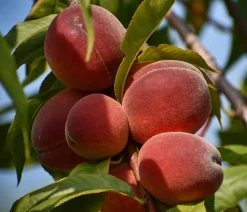 Dehner Obstbäume|Aprikosen- & Pfirsichbäume - Pfirsich 'Benedicte' Apricot