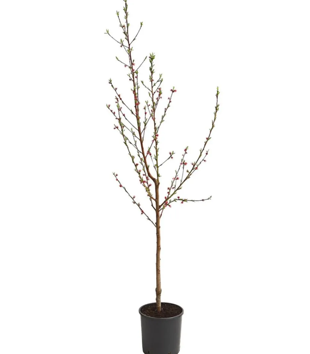 Dehner Obstbäume|Aprikosen- & Pfirsichbäume - Pfirsich 'Benedicte' Apricot