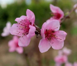 Dehner Obstbäume|Aprikosen- & Pfirsichbäume > Pfirsich 'Kernechter vom Vorgebirge'