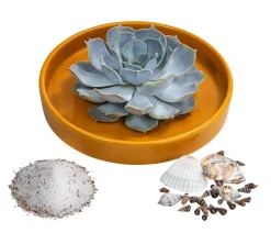 Dehner Pflanzen-Arrangement Ibiza, ca. Ø19/H8 cm Online