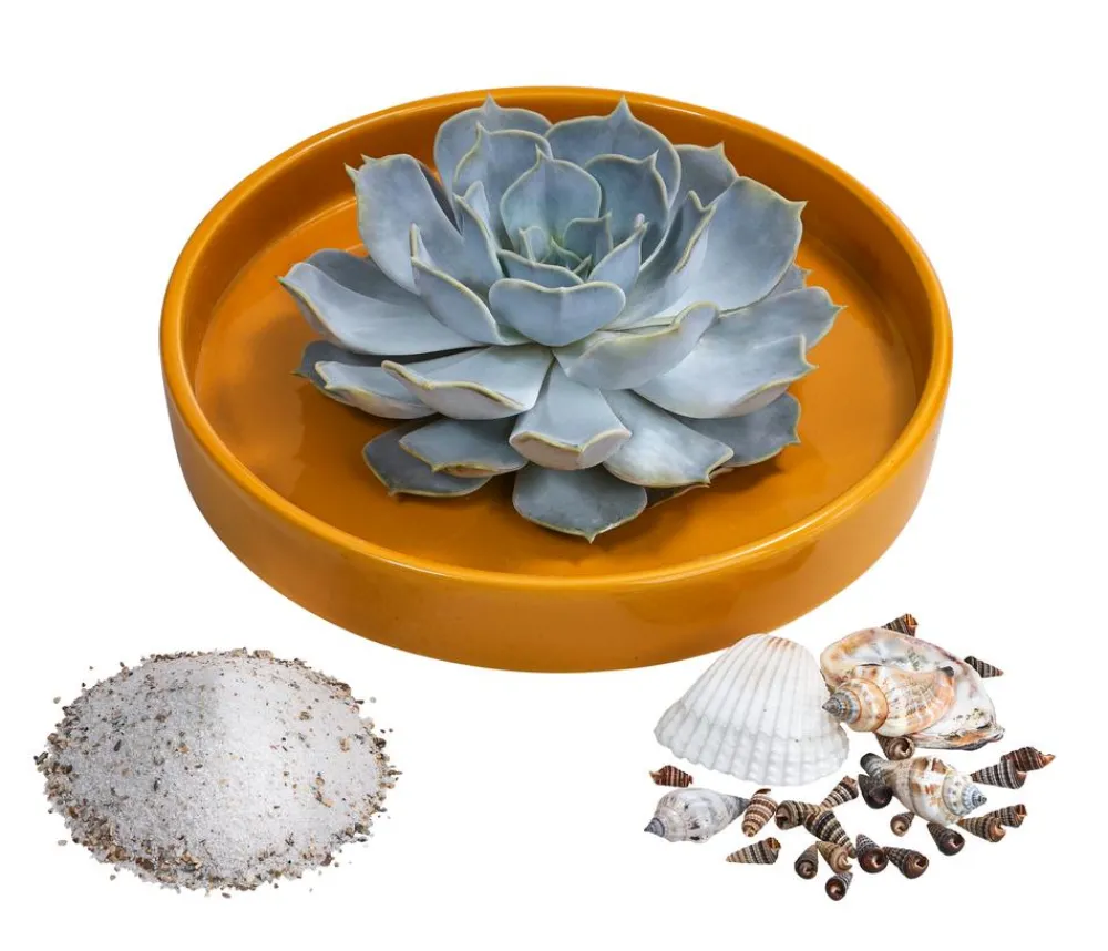 Dehner Pflanzen-Arrangement Ibiza, ca. Ø19/H8 cm Online