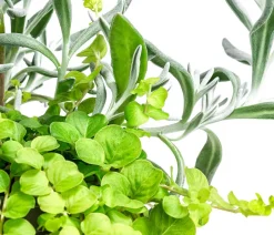 Dehner Sommerblumen - Pflanzen-Duo Currykraut und Gilbweiderich